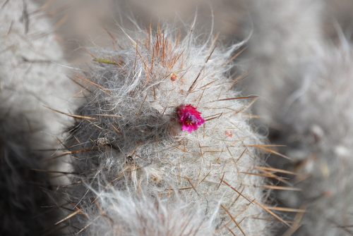Tiny Flower Bloom on an Old Head Cactus.