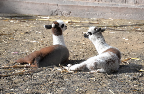 Baby Lamas.