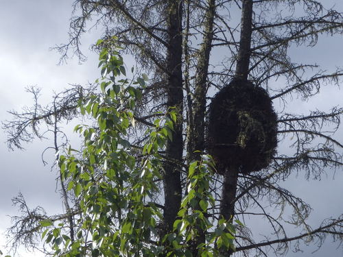 GDMBR: this is a mistletoe ball and it killed the tree.