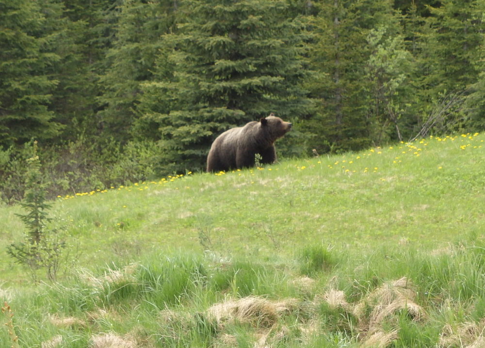 GDMBR: Grizzly Bear (no other bear has a shoulder hump).