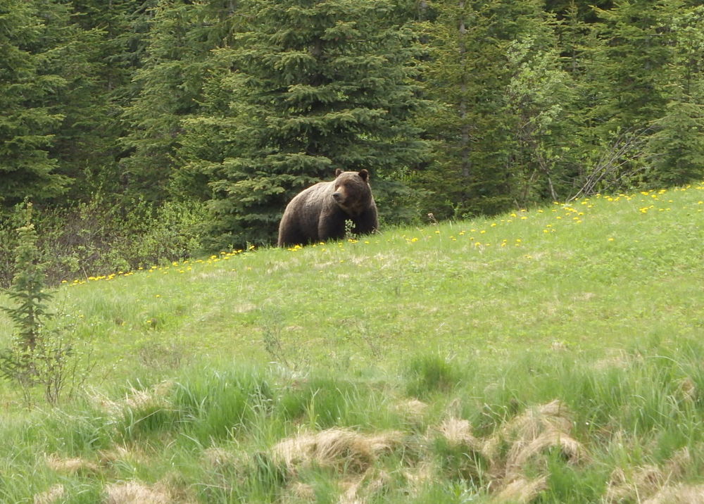 GDMBR: Grizzly Bear.