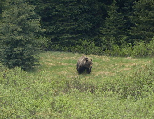 GDMBR:  Grizzly Bear.