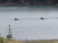 GDMBR: Moose, Swimming across the River.