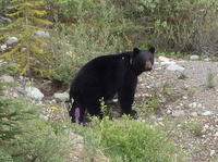 GDMBR: Black Bear.