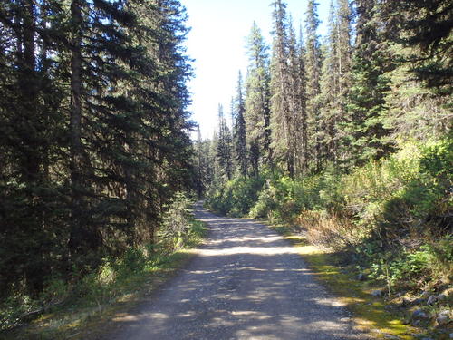 GDMBR: A compact forest, which implies that it is medium aged forest.