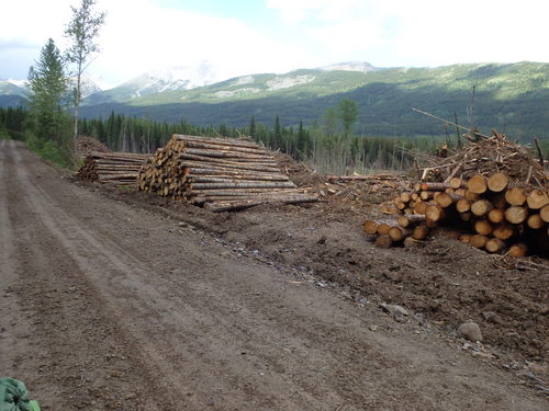GDMBR: Timber Collection Point, ready for Logging Truck pick-up.