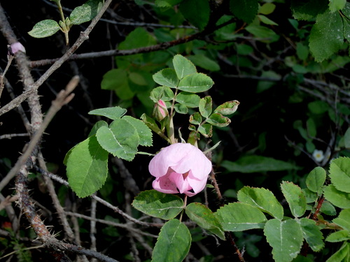 GDMBR: Wild Rose.