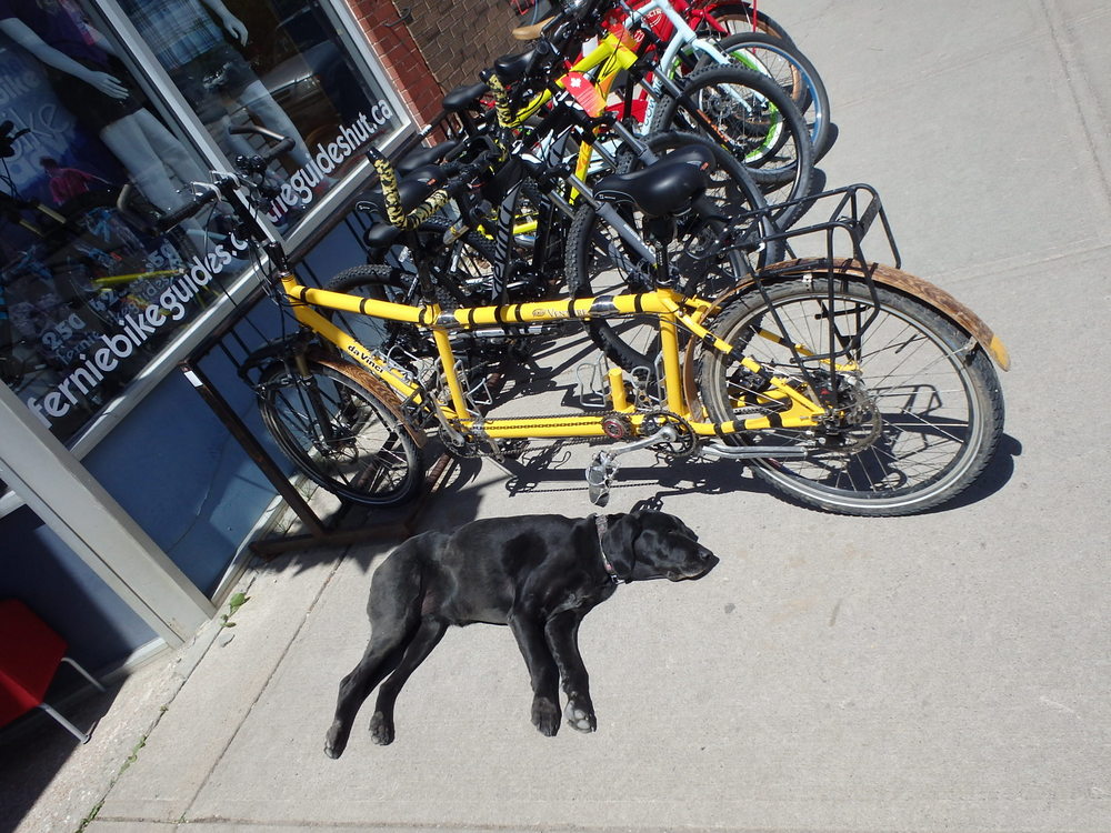 GDMBR: The finished product and the shop's Official Greeter.