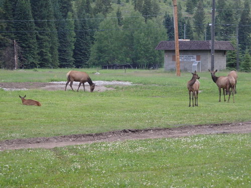 GDMBR: When we departed Elkford, we saw Elk at the edge of town.