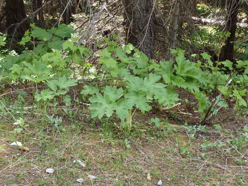 GDMBR: We think that this wild plant is in the rhubarb family.