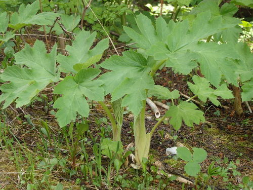GDMBR: We think that this wild plant is in the rhubarb family.