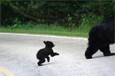 Black Bear & Cub.