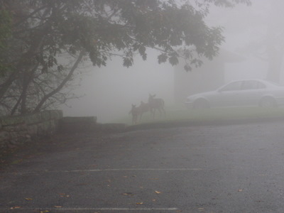 Deer hidden in fog.