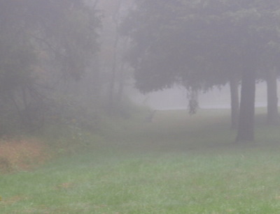 Deer hidden in fog.