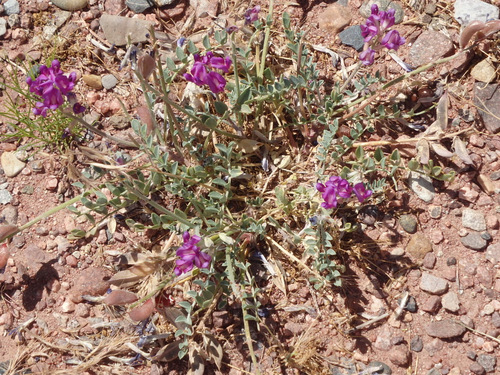 Vetch, also known as Loco Weed.