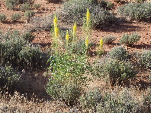 Desert Plume.