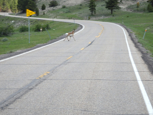 Antelope crossing.