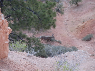 A deer (doe) was spotted just below the rim.