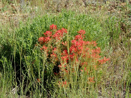 Called Indian Paint Brush or lately just Paint Brush.
