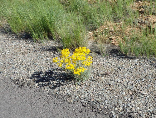 Flowers on the Trailside.