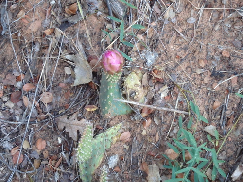 The beginning of a Prickly Pear Cactus Bloom.