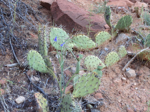 Prickly Pear Cactus and another blue flower bloom.