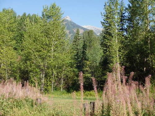 GDMBR: Remnant Fireweed in the foreground.