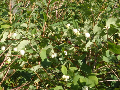 GDMBR: White Rosehips!