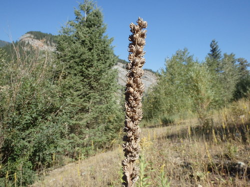 GDMBR: This appears to be a Yucca or Aloe variety plant stalk.