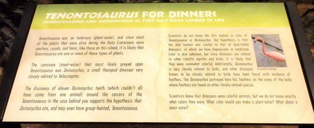 Information about the Tenontosaurus and Deinoychus.