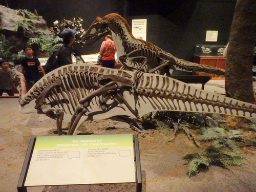Inside of the Tenontosaurus and Deinoychus.