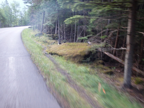Our speed is showing - The super thick spongy moss of an old forest was noteworthy.