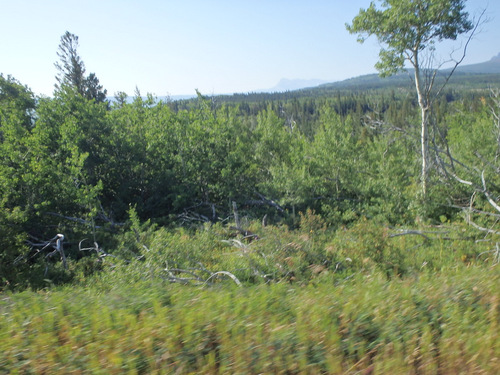 Passing by a mixed vegetation wildland.