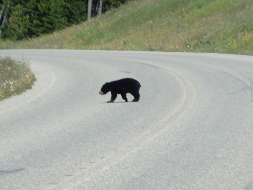 This was Black Bear Cub #1.