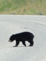 We saw a brown colored Black Bear
and her two Cubs.