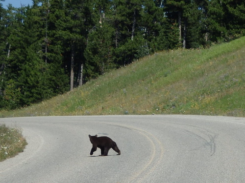 This was Black Bear Cub #2.