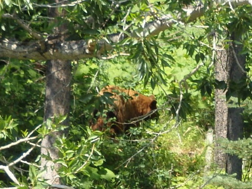  Brown colored Black Bear in the center of the frame and somewhere behind her are two Black Cubs.