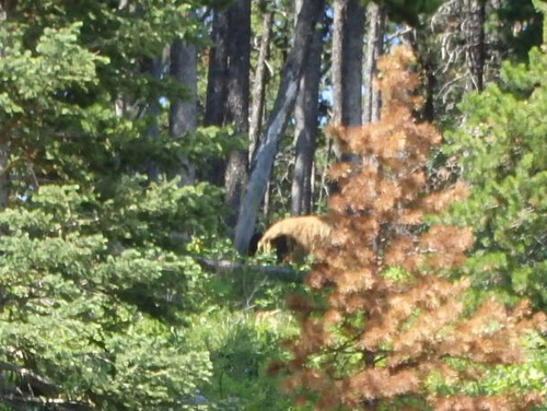  Brown colored Black Bear in the center of the frame and somewhere behind her are two Black Cubs.