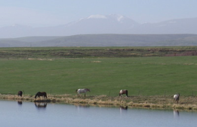 Horses on a manmade pond on Reeder Creek.