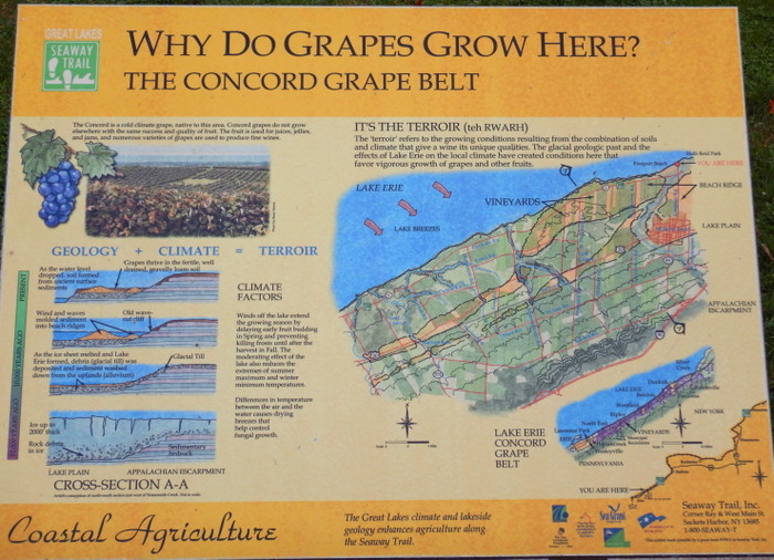 About the Concord Grape Belt