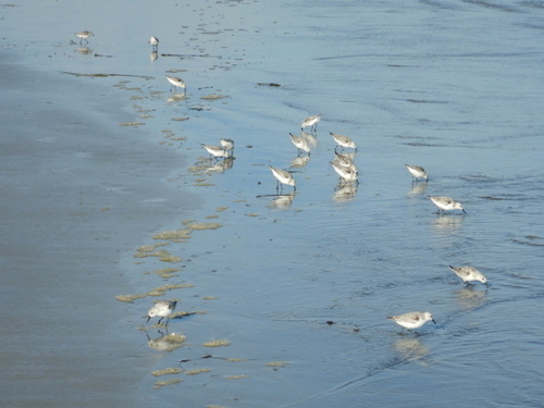 Sandpipers (or similar birds).