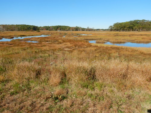 Rye area wetland.
