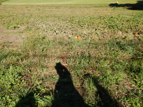 It's a Pumpkin Patch (and an unintentional tandem shadow selfie).