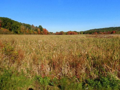 Wetlands surrounded by a Hardwood Forest.