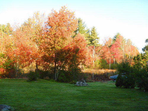 Fall Foliage.