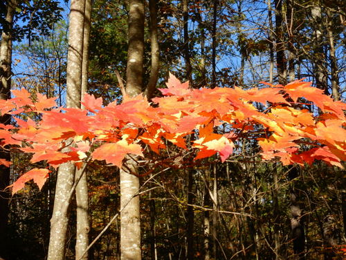 Fall Foliage Leaf Study.