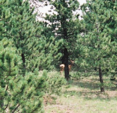 Deer watching from behind a tree.