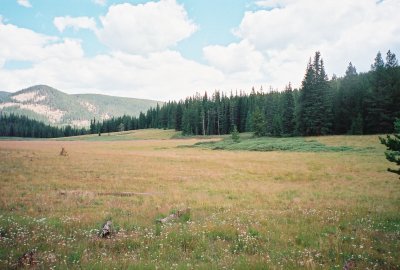 Rocky Mountain Field with Flowers.