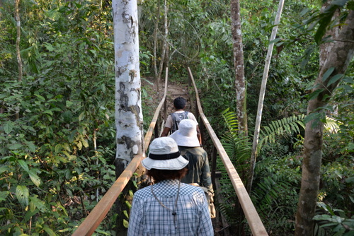 Jungle Hike in the Amazon.