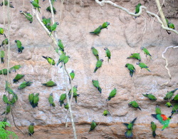 100 Parakeets Eating Clay on a Creeks's Clay Bank.